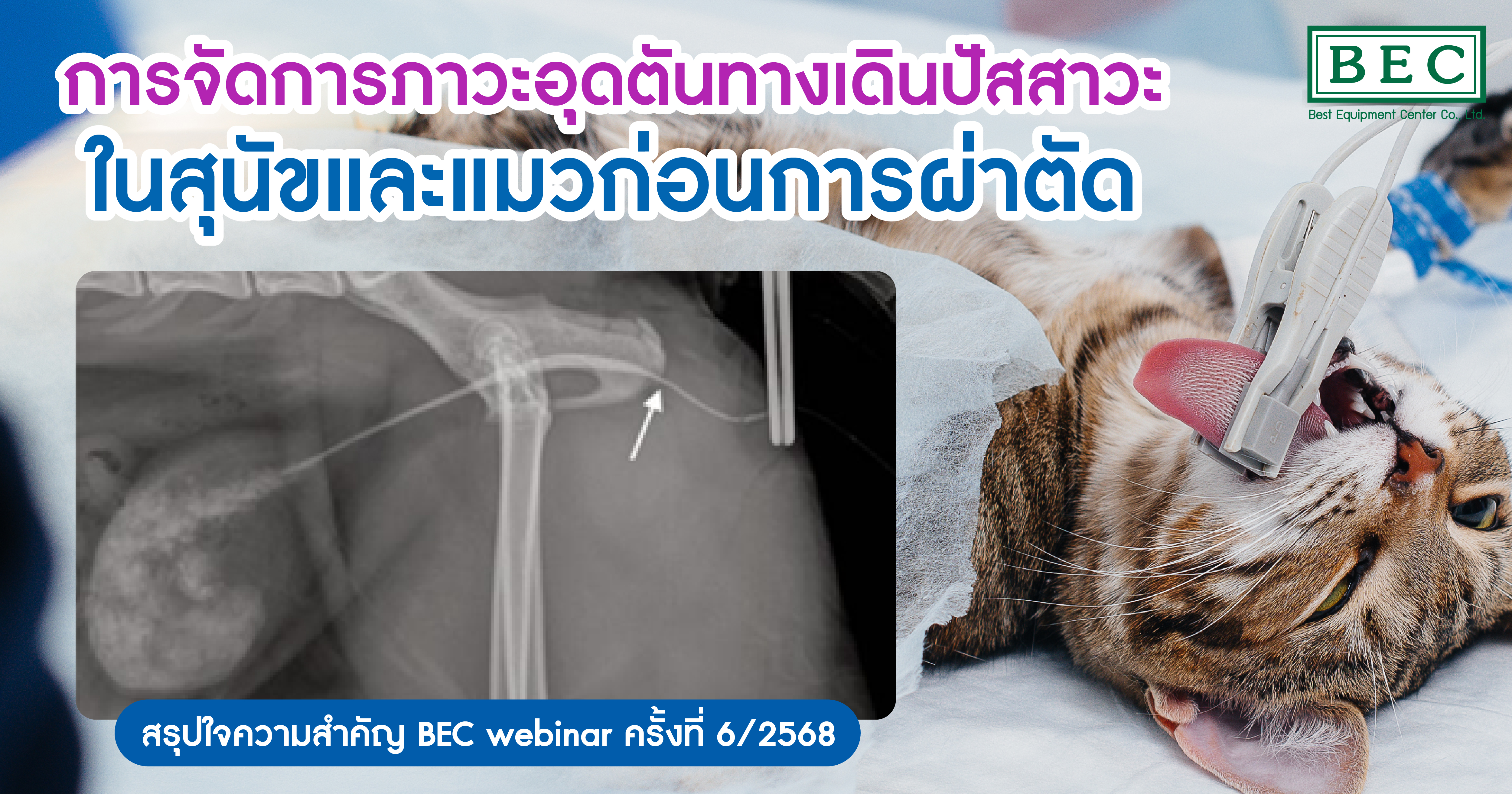 Smart management for urethral obstruction in dog and cats be | Best ...